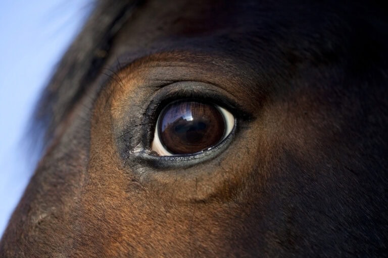 moon-blindness-equine-recurrent-uveitis-in-horses