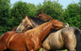 mosquito-borne-illness-in-horses