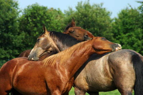 mosquito-borne-illness-in-horses