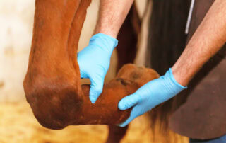 neurectomy-in-horses