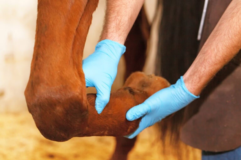 neurectomy-in-horses