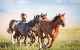 NSAIDs poisoning in horses