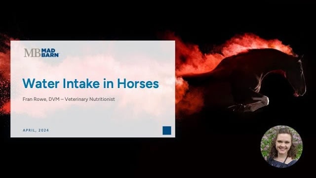 Water Intake in Horses – Mad Barn – Vet Talk