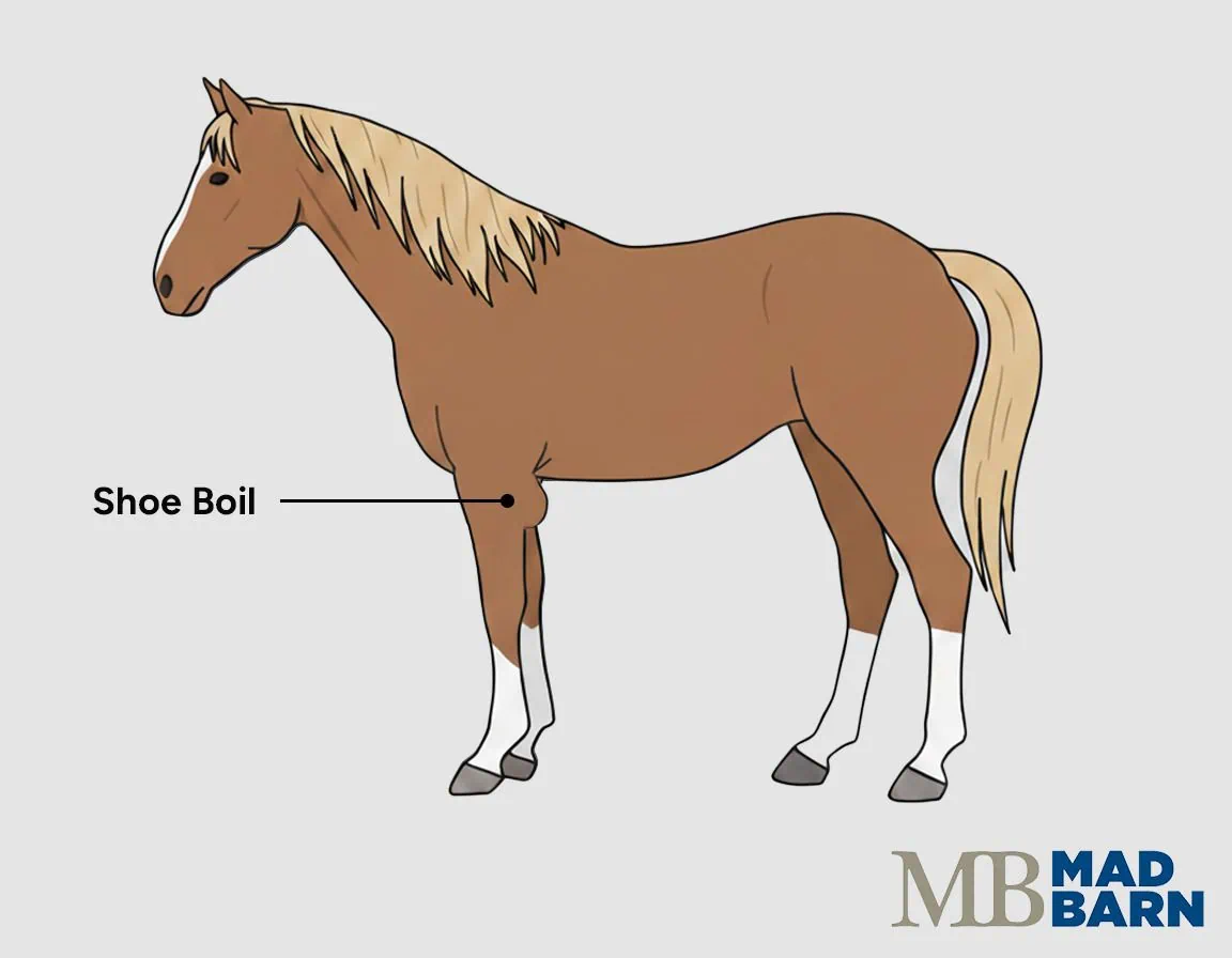 shoe boil in horses - olecranon bursitis - capped elbow