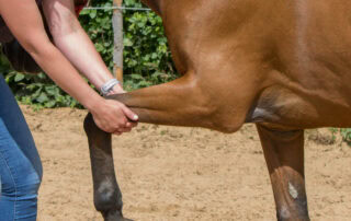 shoe-boils-in-horses