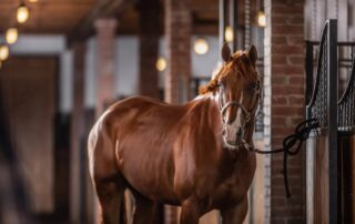 Stallion Breeding Soundness Exam