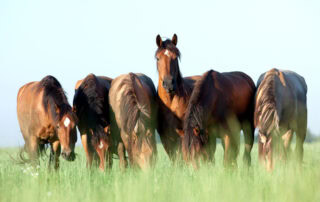 the-horses-digestive-system