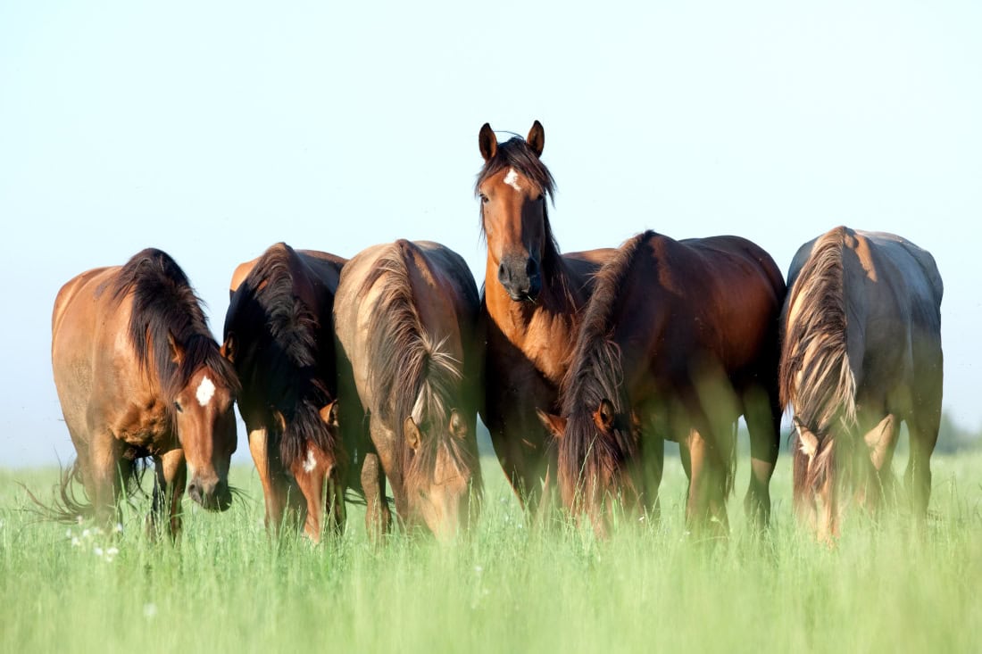 The Horse’s Digestive System: Anatomy, Physiology & Feeding Strategies