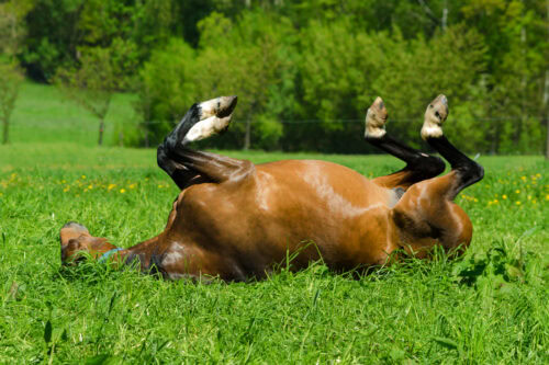 top-17-signs-of-colic-in-horses