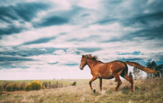 anthrax in horses
