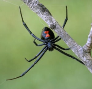 black-widow-spider