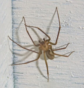 Brown Recluse Spider