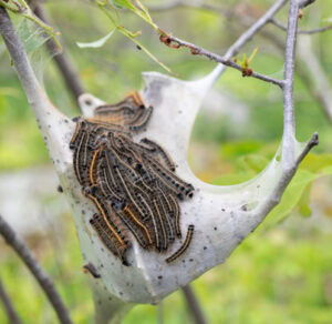 eastern tent caterpillar