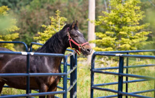 equine-quarantine-protocols