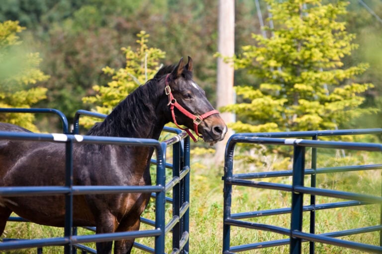 equine-quarantine-protocols
