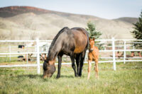 Hereditary Equine Regional Dermal Asthenia (HERDA): Causes, Genetic Testing & Prevention