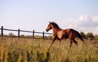 hives-in-horses