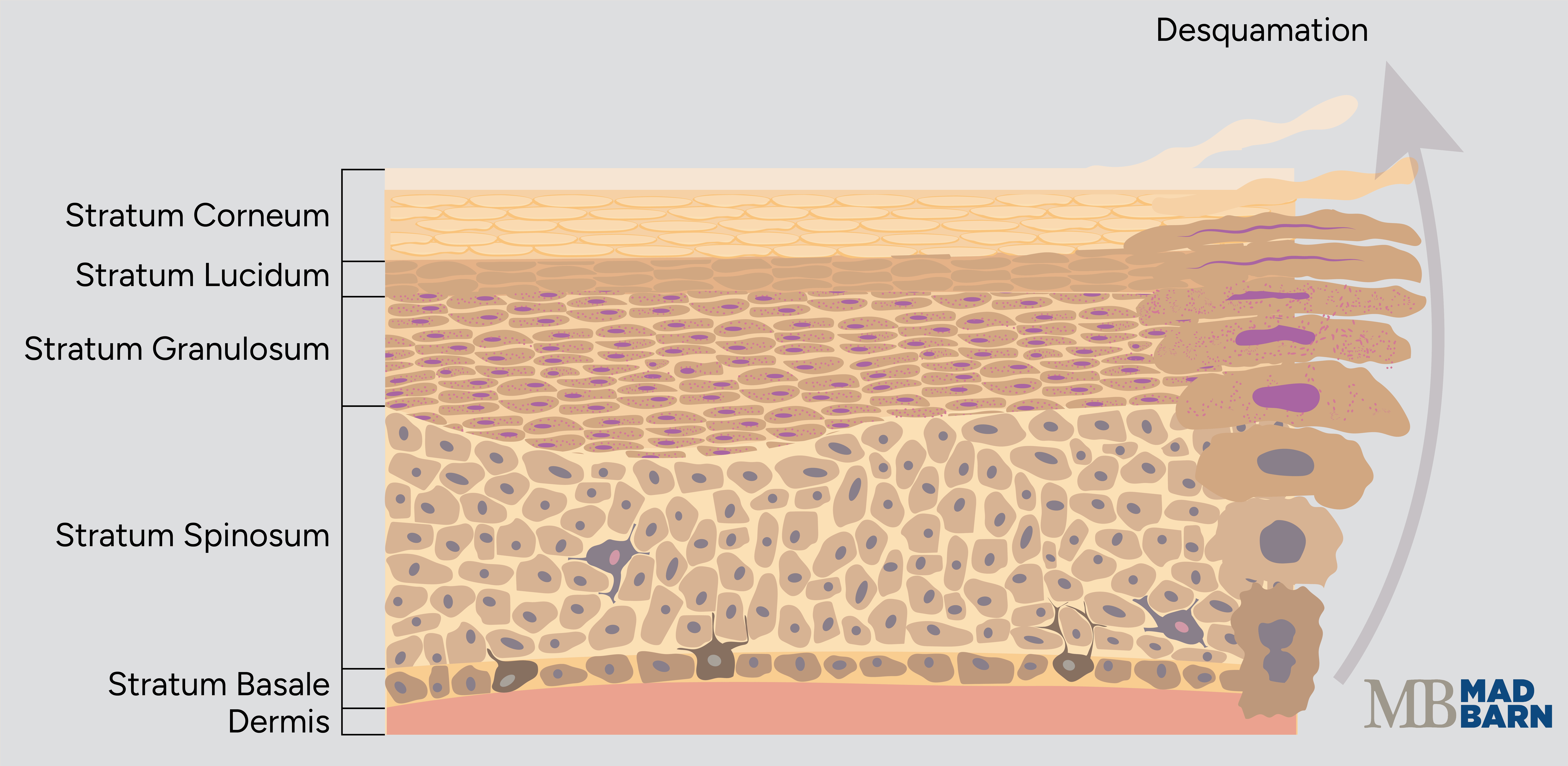 horse skin layers