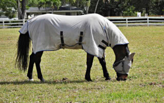 insect-stings-and-spider-bites-in-horses