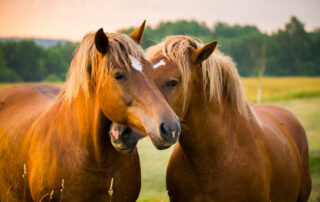 keratosis-in-horses