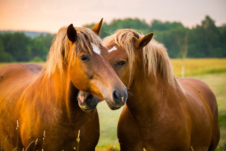 keratosis-in-horses