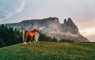 liver-health-in-horses