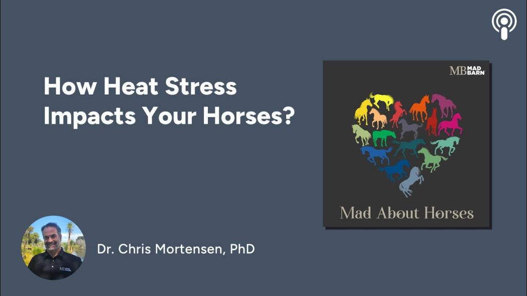 How Heat Stress Impacts Your Horses