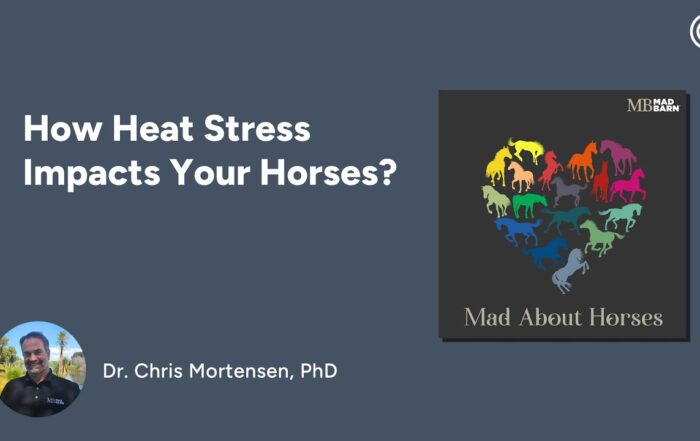 How Heat Stress Impacts Your Horses