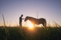 Staphylococcus & MRSA in Horses: Causes, Symptoms & Treatment