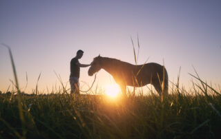 mrsa-in-horses