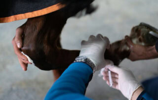 nerve-blocks-in-horses