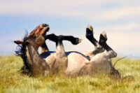 Proximal or Anterior Enteritis in Horses: Causes, Treatment & Recovery