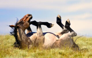 proximal-enteritis-in-horses