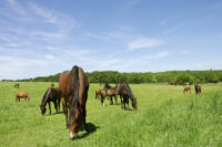 Ragwort Poisoning (Pyrrolizidine Alkaloid Toxicity) in Horses: Toxicology, Treatment & Prevention