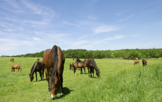 ragwort-poisoning-in-horses