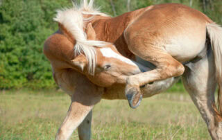 ringworm or girth itch in horses