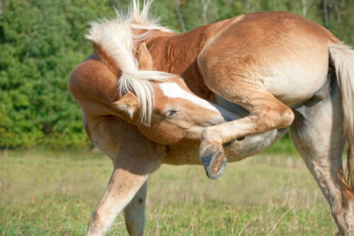 ringworm or girth itch in horses