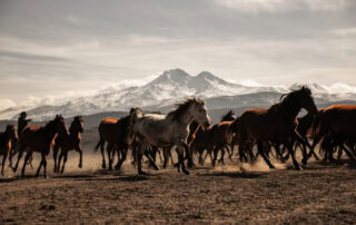 selenium-toxicity-in-horses