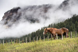 Equine Fire Hazards & Smoke Inhalation Injury: Toxicology, Management & Prevention