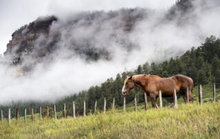 smoke inhalation injury in horses