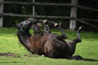 Strangulating Lipomas in Horses: Risk Factors, Diagnosis & Treatment