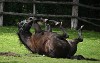 strangulating-lipomas-in-horses