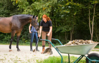 tapeworms-in-horses-2