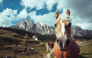undescended-testicles-in-horses
