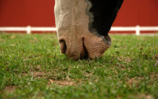 vesicular-stomatitis-in-horses