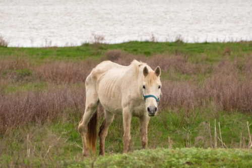 weight-gain-feeds-and-supplements