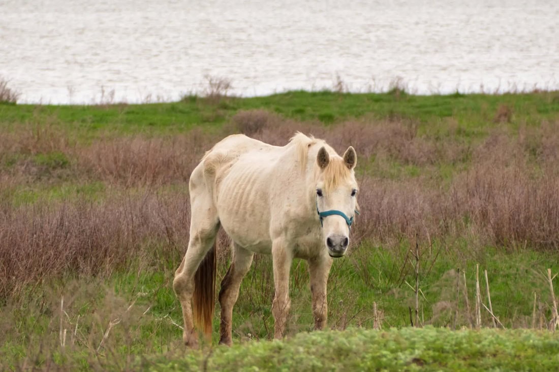 Top 7 Weight Gain Feeds for Horses to Improve Body Condition