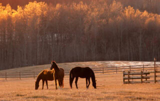 atypical-and-seasonal-pasture-myopathies-in-horses