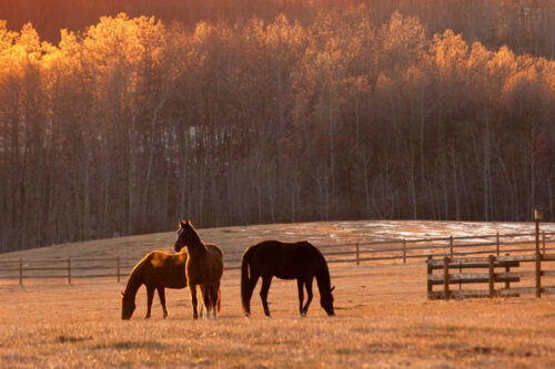atypical-and-seasonal-pasture-myopathies-in-horses