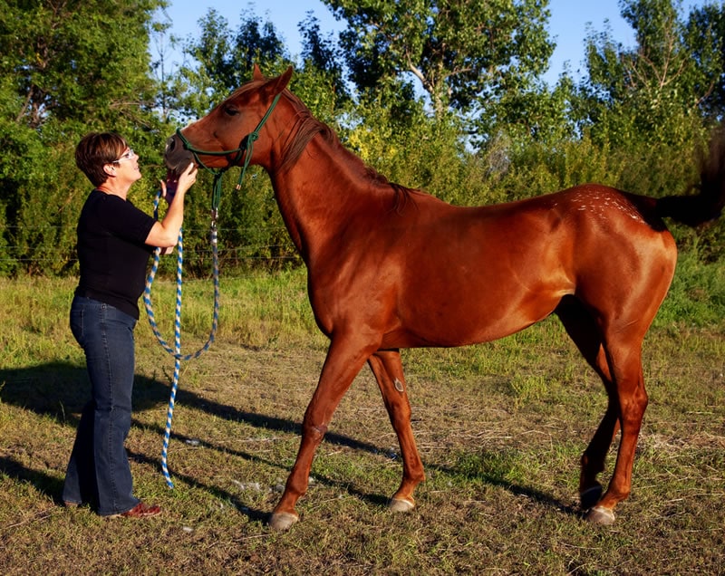 Body Condition Score Research Photo Guidelines